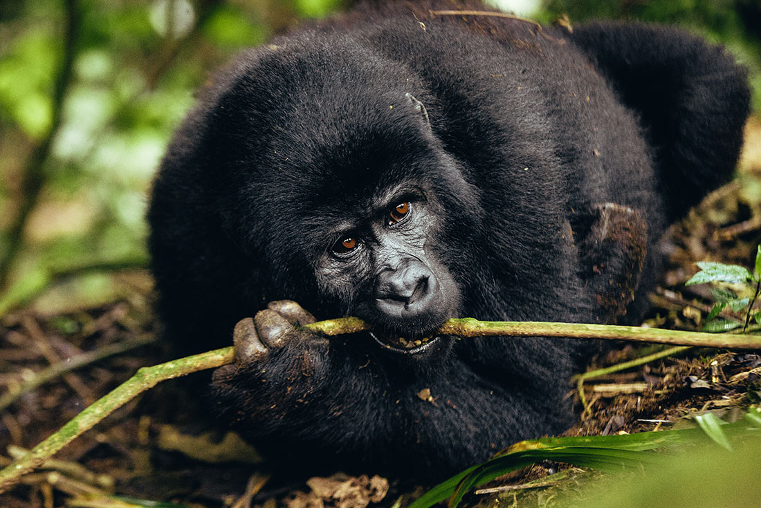 How to Combine Bwindi Gorilla Trekking and Lake Bunyonyi: A Perfect Itinerary Guide