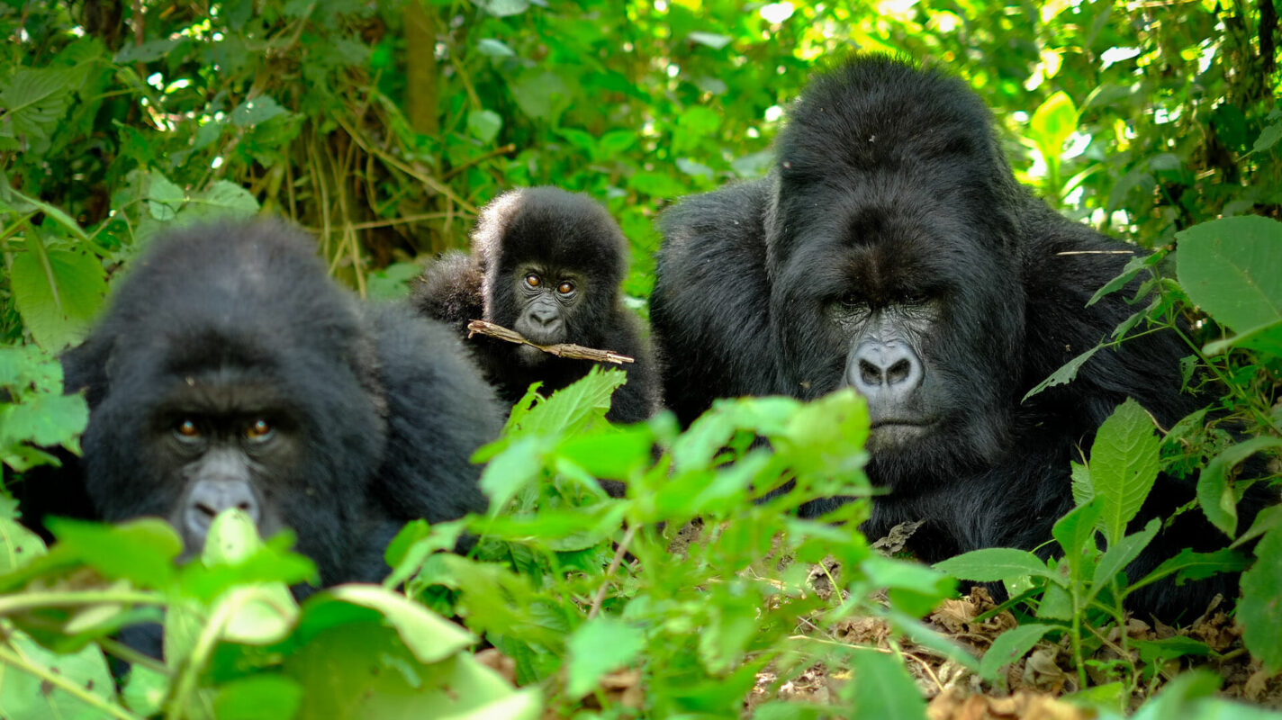 Uganda Gorilla Trekking: Group Size and Crowd Management