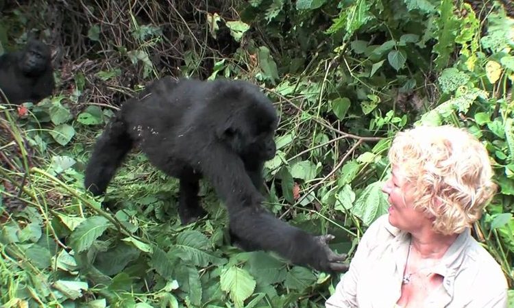 Can Seniors Go Gorilla Trekking in Uganda? What You Need to Know