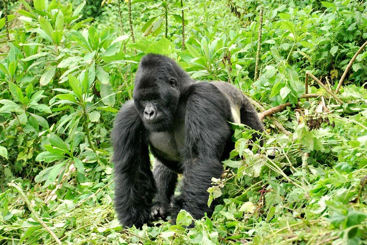 Gorilla Trekking Uganda vs Rwanda: Which Is Better for Your Safari?
