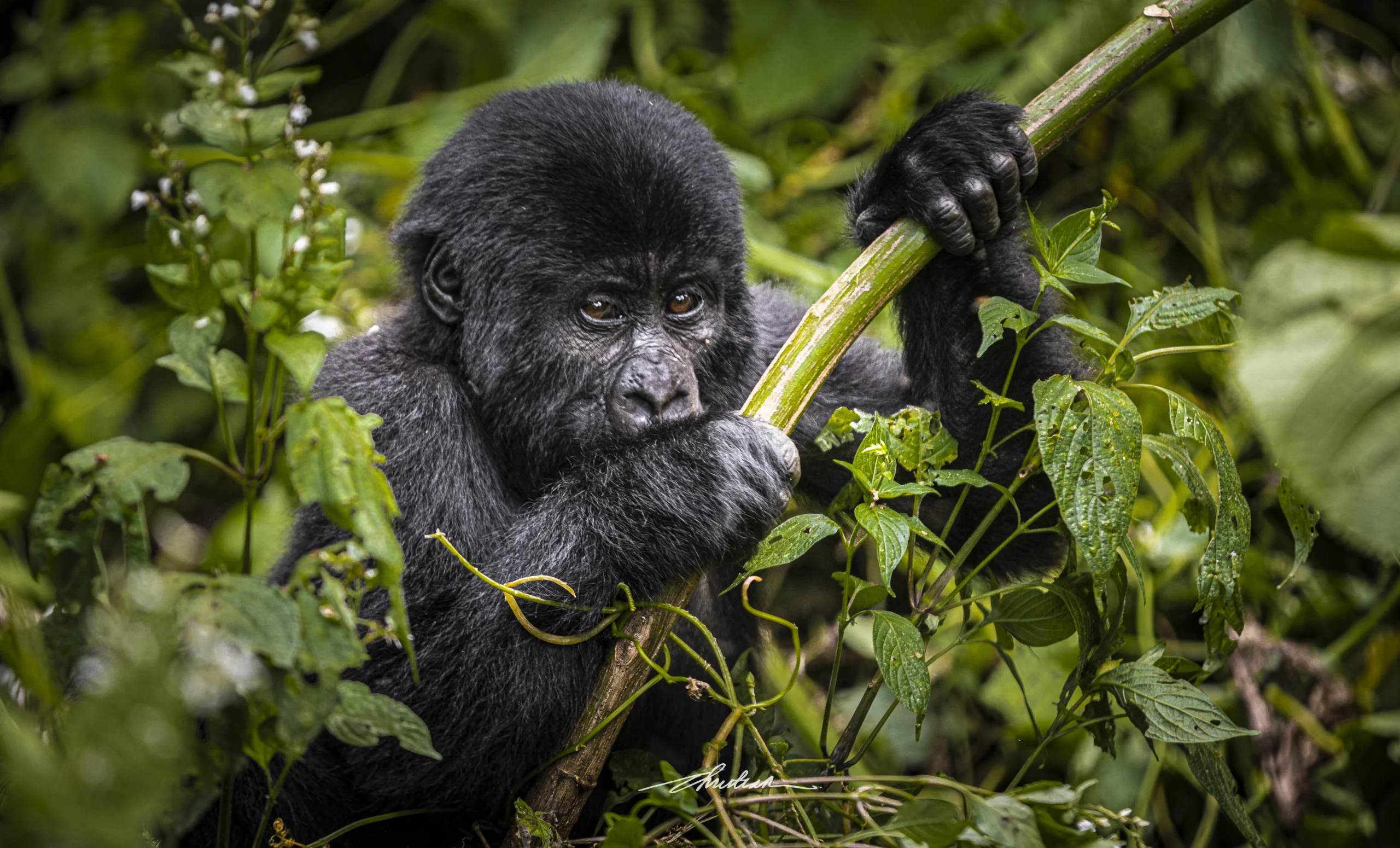 Mountain Gorilla Behavior.