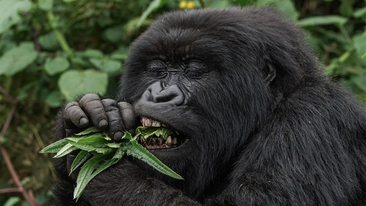 What Do Mountain Gorillas Eat?