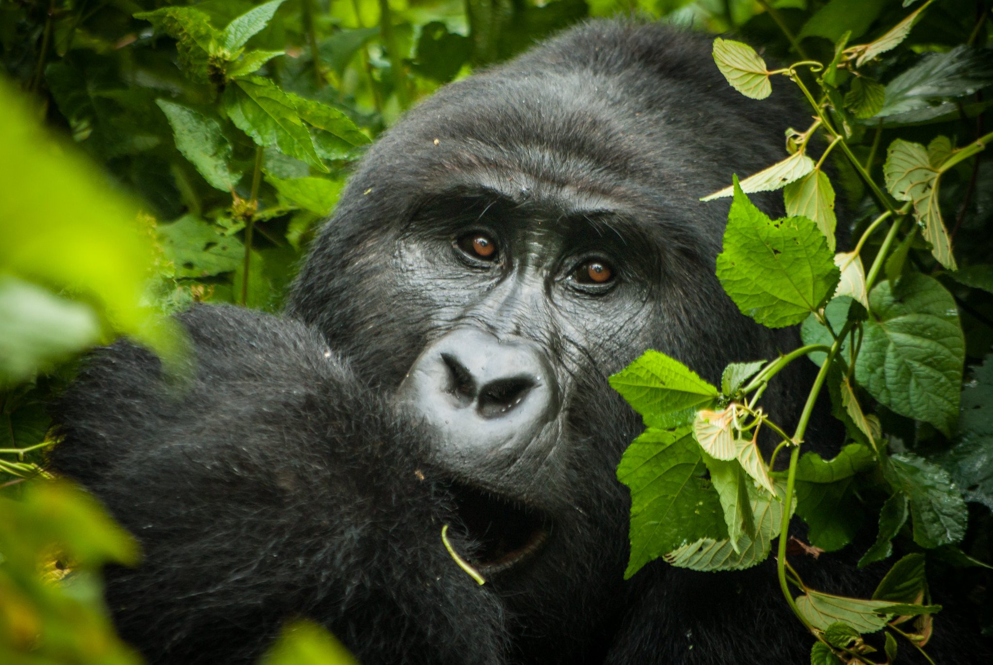 gorilla trekking africa
