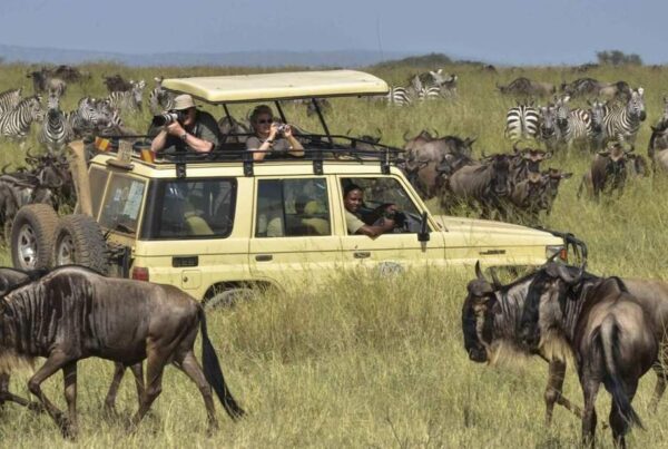 Kilimanjaro Serengeti Safari Combo