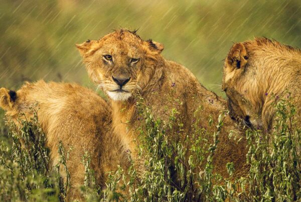 Africa's Most Diverse Safari Destination