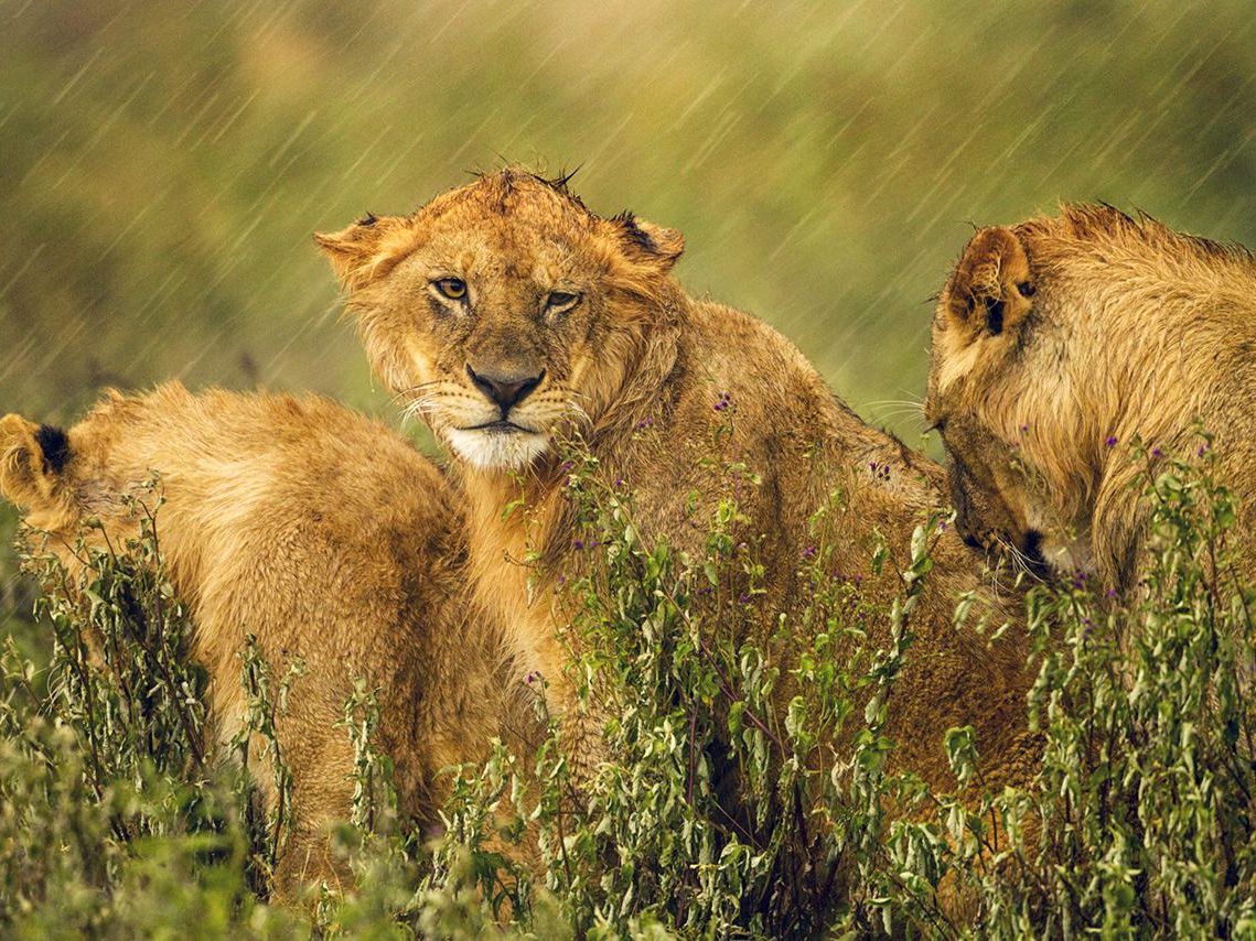 Africa's Most Diverse Safari Destination