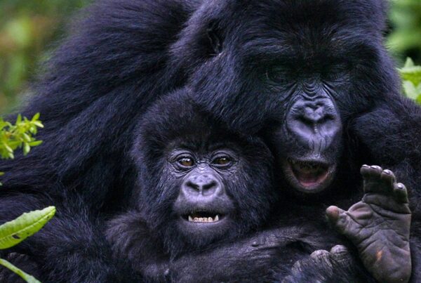 Botswana Okavango Delta vs Uganda Gorillas