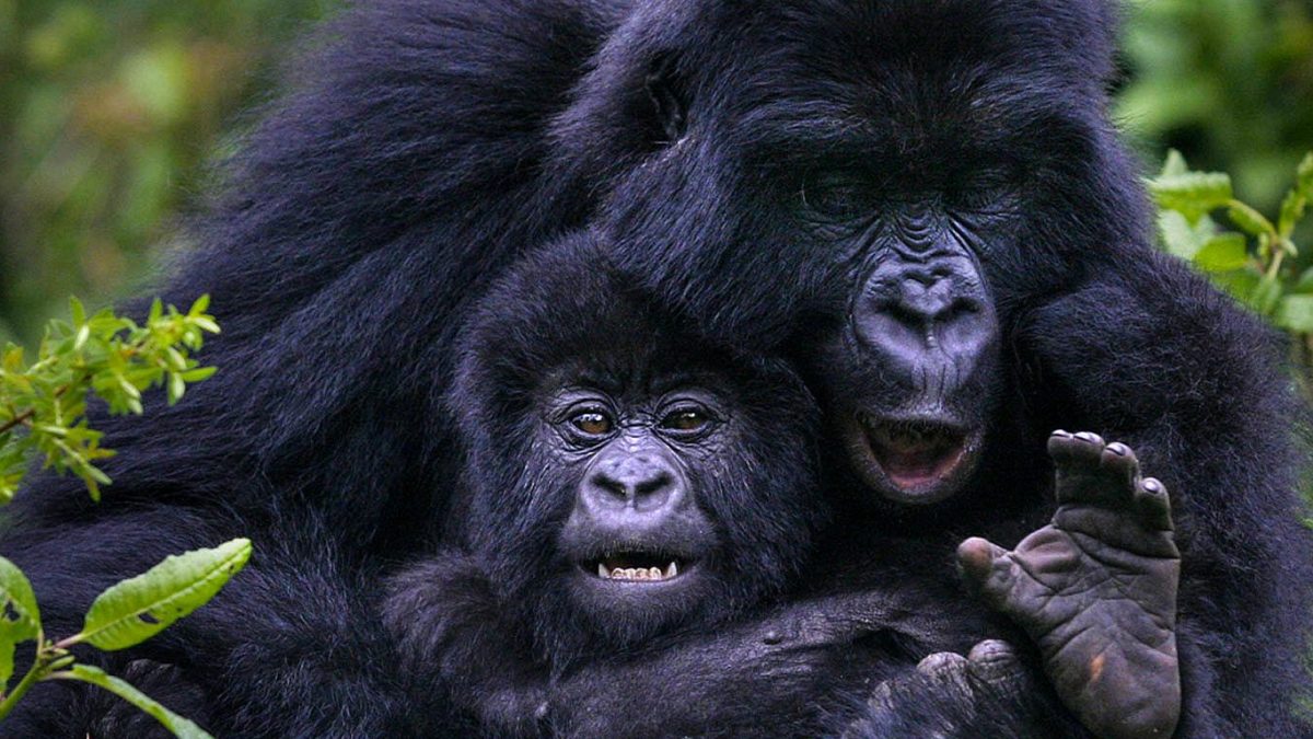 Botswana Okavango Delta vs Uganda Gorillas