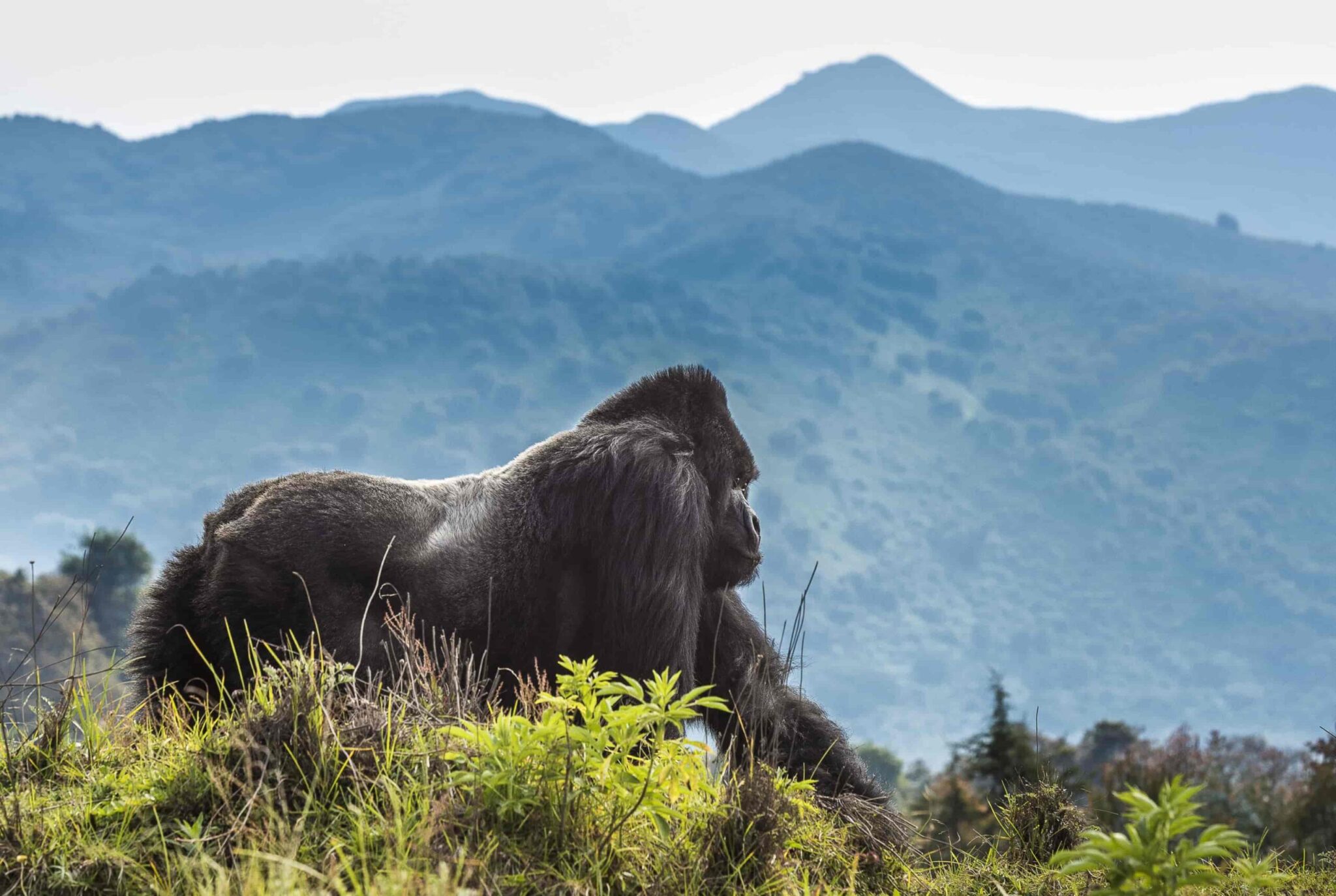 Visit Rwanda Images Rwanda Travel Guide 2026: Everything You Need to Know Before You Go