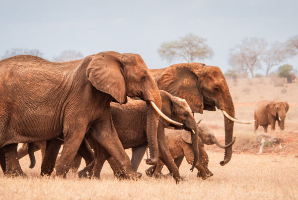 David Sheldrick Wildlife Trust