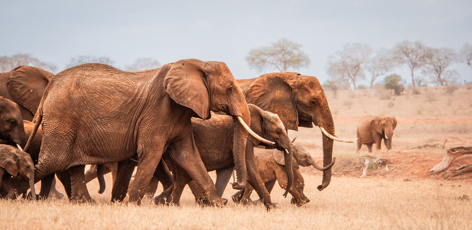 David Sheldrick Wildlife Trust