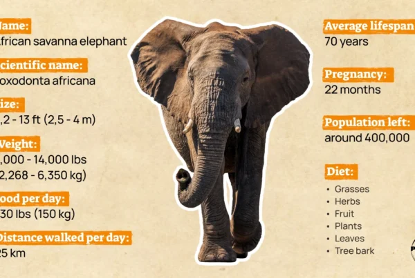 African Elephant Facts 2026