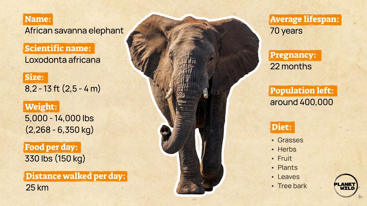 African Elephant Facts 2026