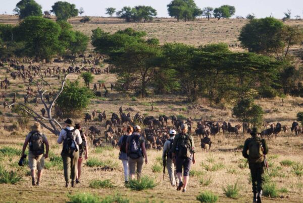 Africa's Best Walking Safaris