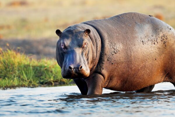 Hippo Facts Africa
