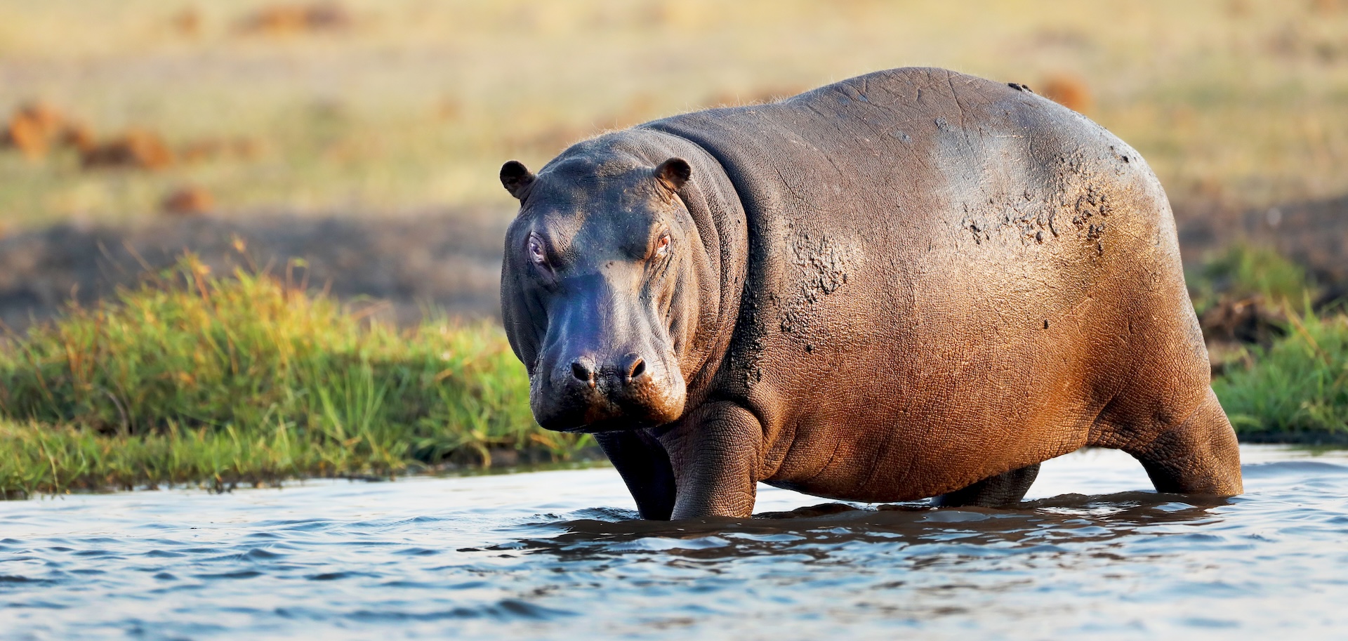 Hippo Facts Africa