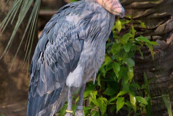 Shoebill Stork Facts
