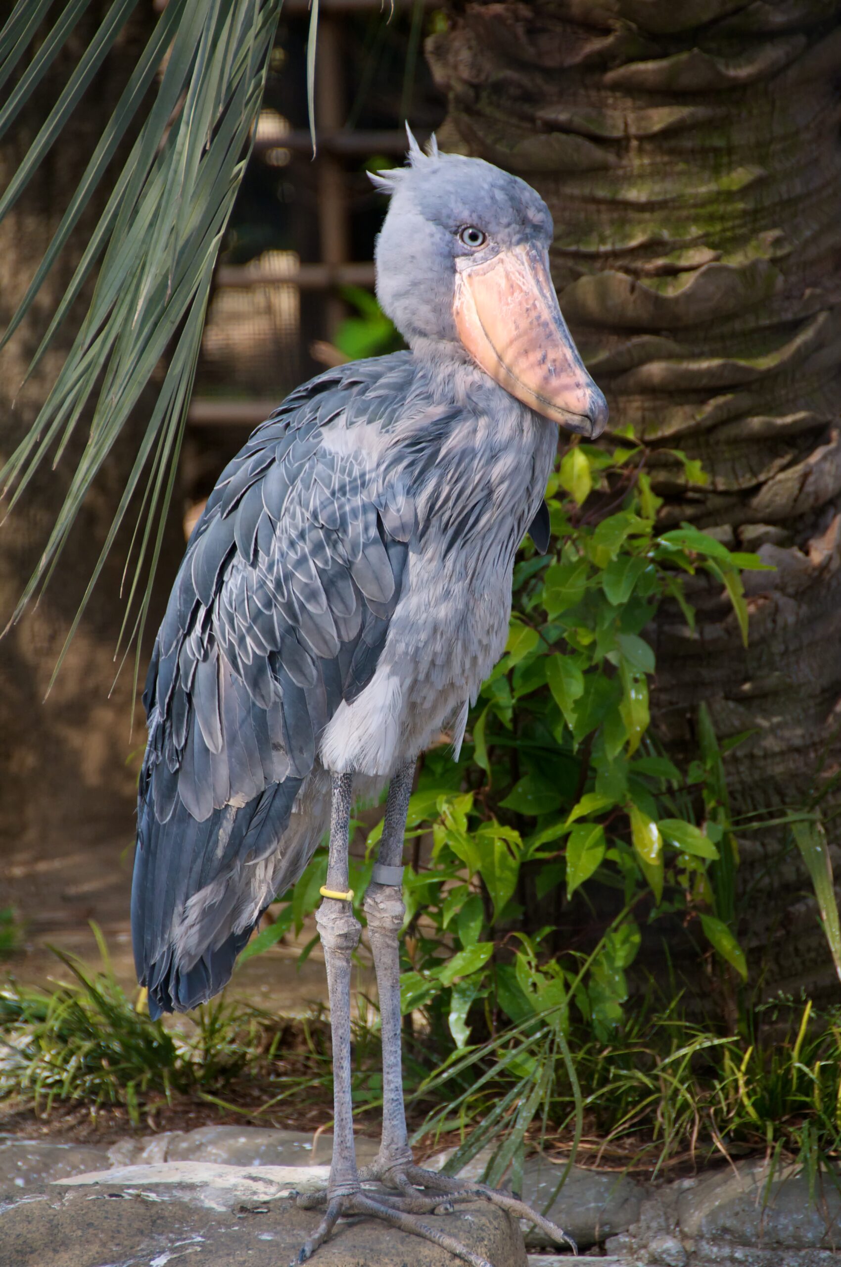 Shoebill Stork Facts