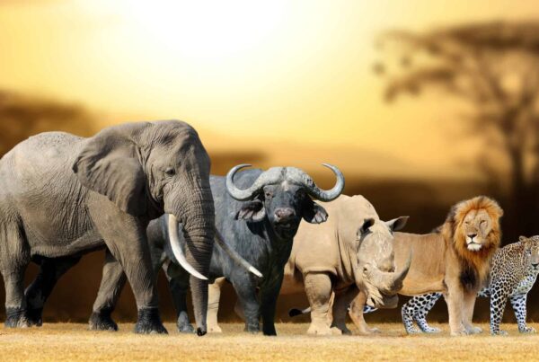 Where to See the Big Five Cheapest in Africa