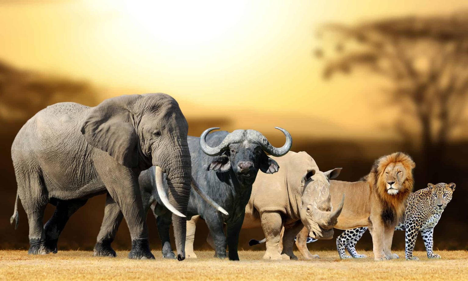 Where to See the Big Five Cheapest in Africa