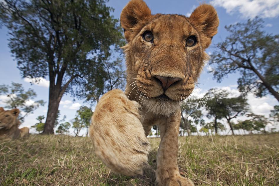 Lion Facts Africa