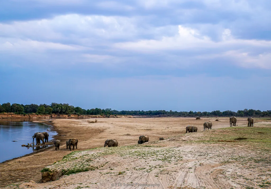 South Luangwa Zambia vs Maasai Mara Kenya
