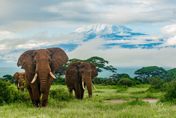 best time visit Africa safari