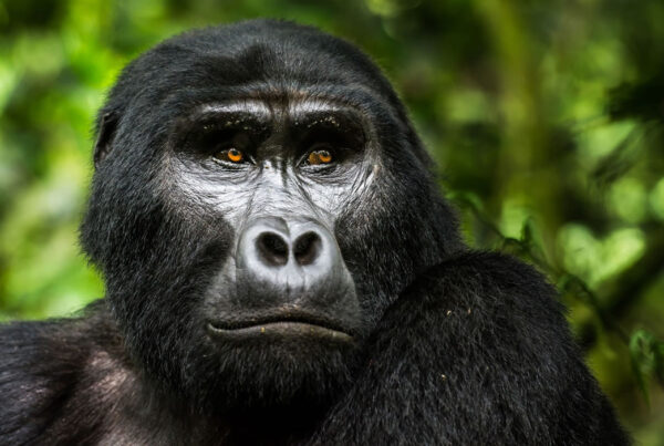 Kilimanjaro Uganda Gorillas