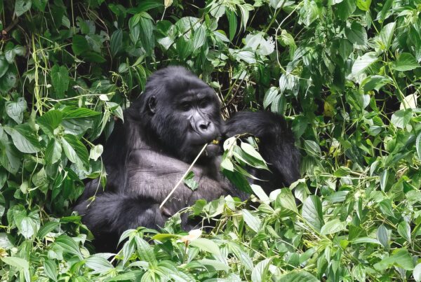 Gorilla Trekking Plus Victoria Falls