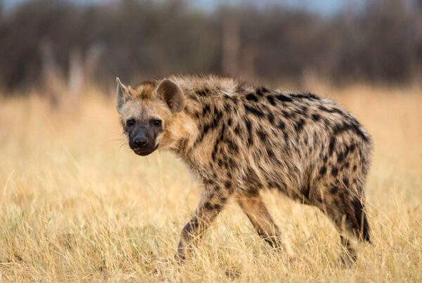 Hyena Facts