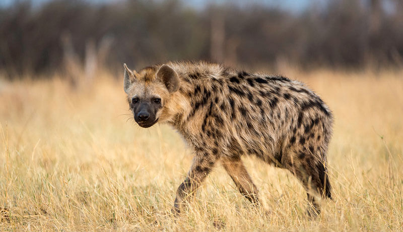 Hyena Facts