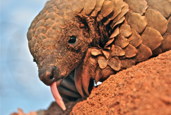 Pangolin Facts Africa