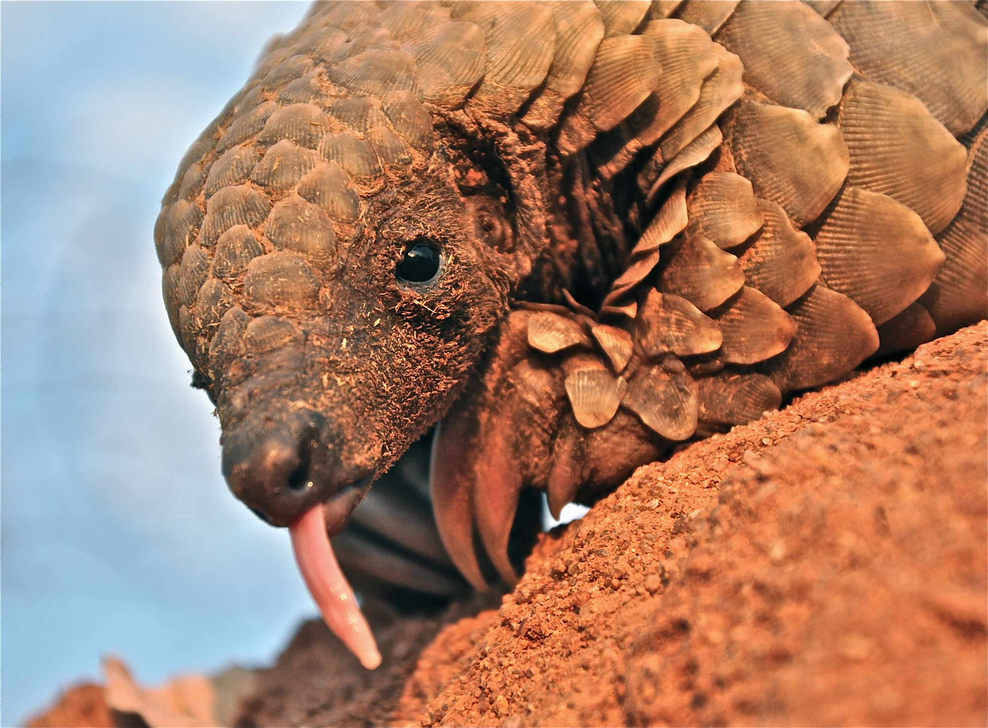 Pangolin Facts Africa