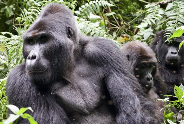 Mountain Gorilla Facts 2026