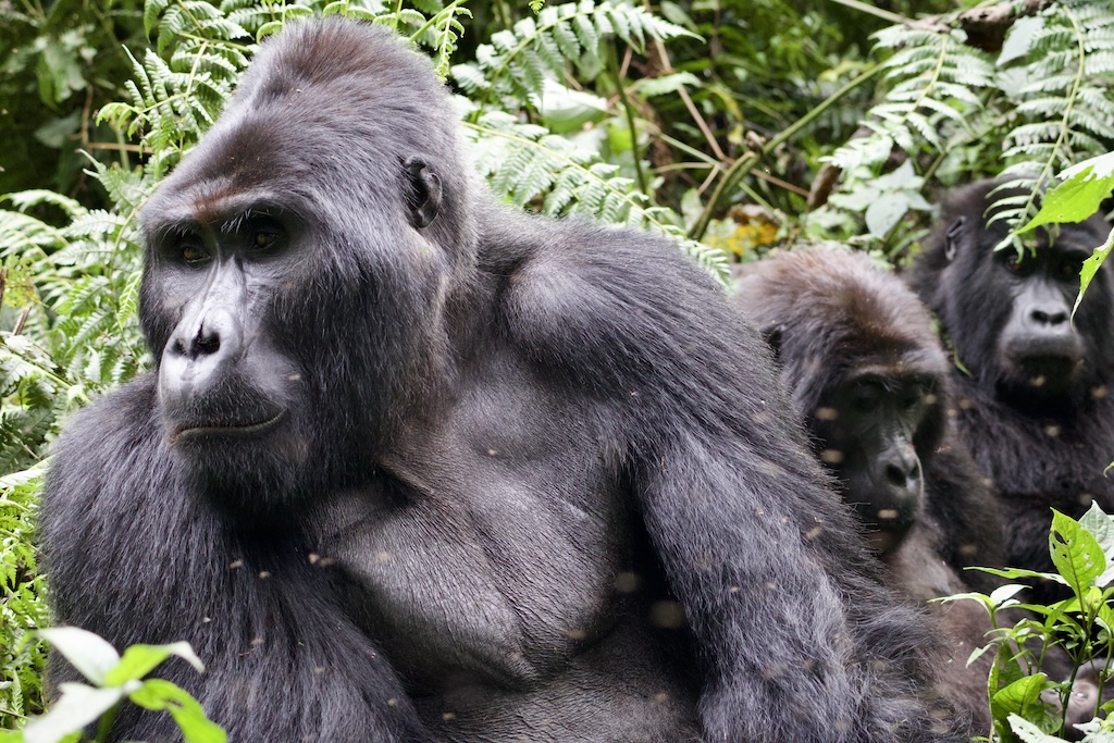 Mountain Gorilla Facts 2026