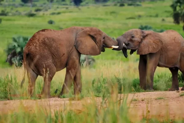 How to Plan the Perfect Africa Safari