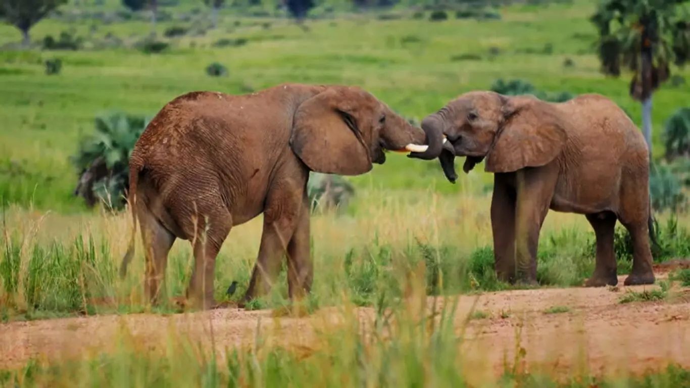 How to Plan the Perfect Africa Safari