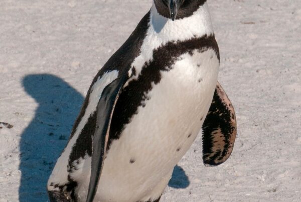 African Penguin Facts