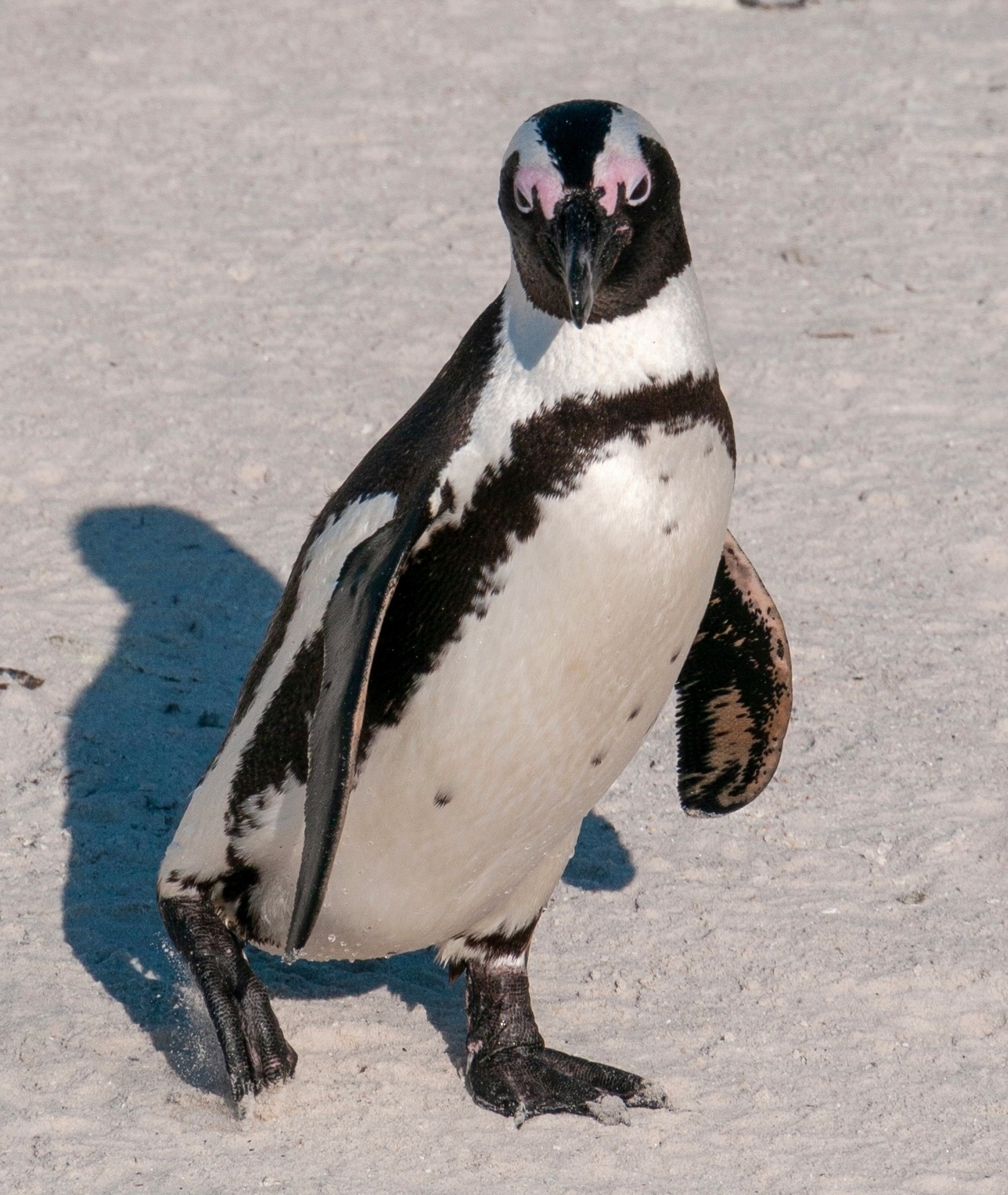 African Penguin Facts