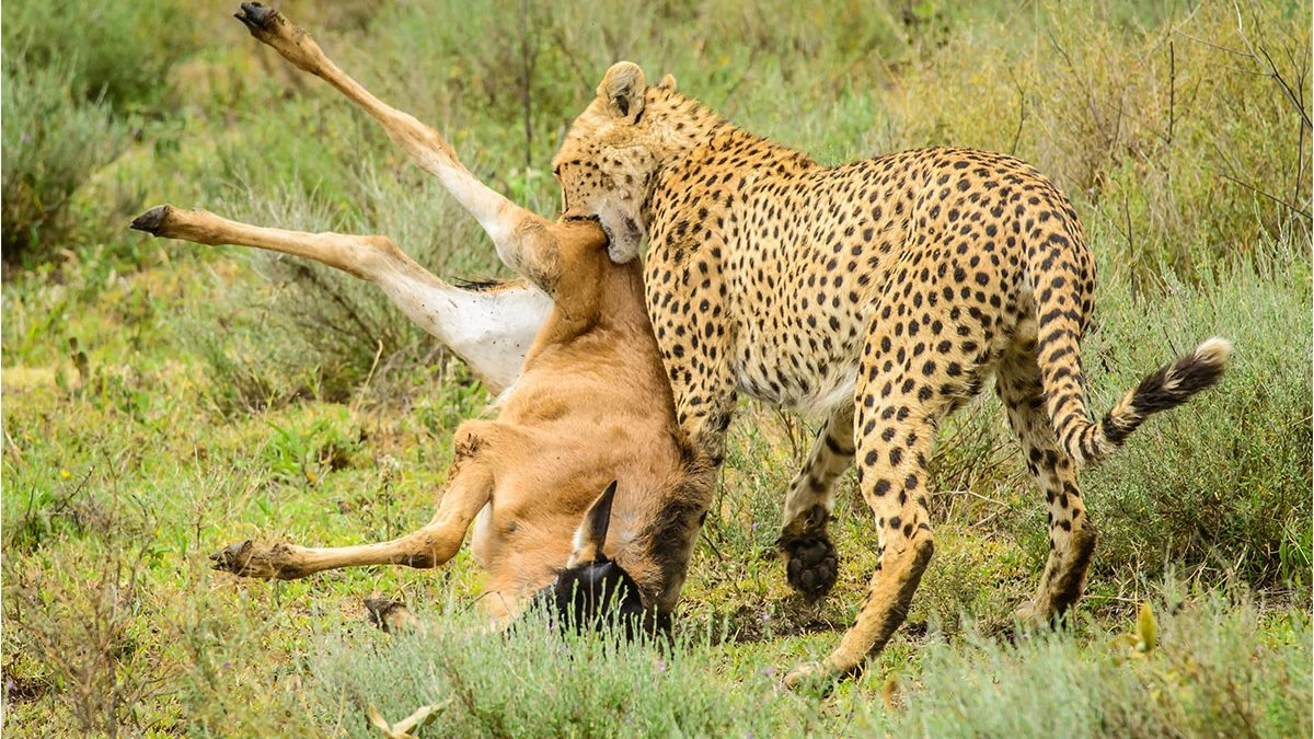 Serengeti National Park guide