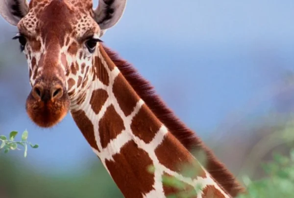 Giraffe Facts