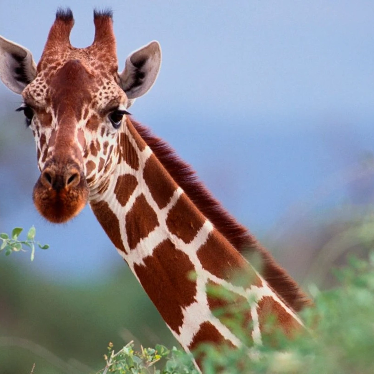 Giraffe Facts