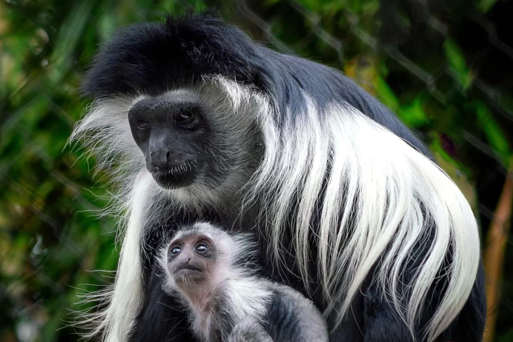 colobus monkey trekking Nyungwe Rwanda