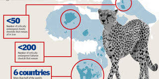 Cheetah Population Africa 2026