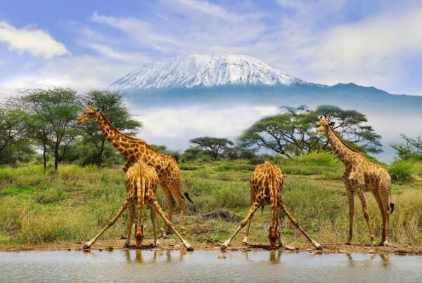 Tanzania and Kenya Safari