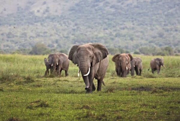 Rwanda vs Kenya Safari