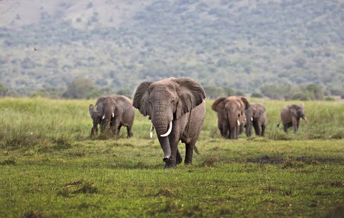 Rwanda vs Kenya Safari