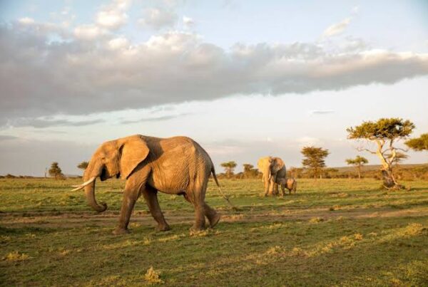 Rwanda vs Kenya Safari