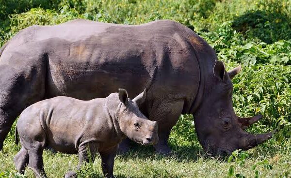 Rhino Trekking Africa