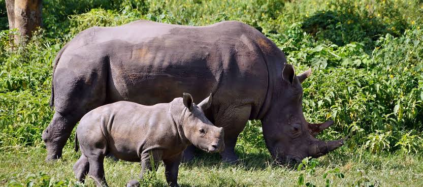 Rhino Trekking Africa